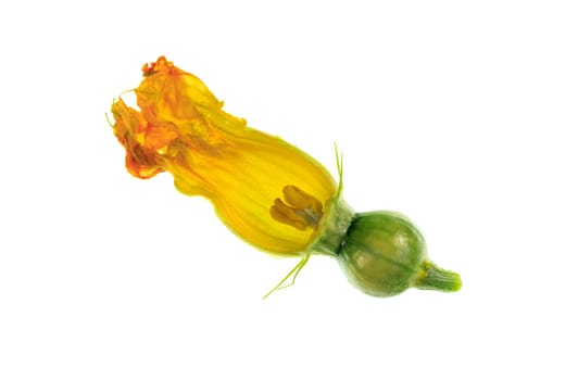 View of a dissected pumpkin female flower, or pistillate, with petals, corolla, stigma, style, ovary, sepals, calyx