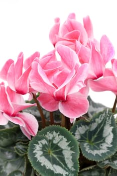 Closeup view of a pink cyclamen isolated on white background