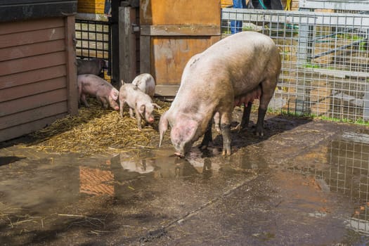 mother pig with her piglets farm animals