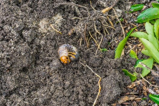 grub larva in the sand of the garden from a little distance