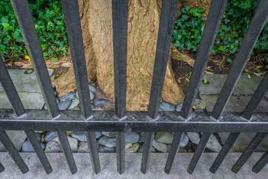 Park tree behind a fence with bars in close up