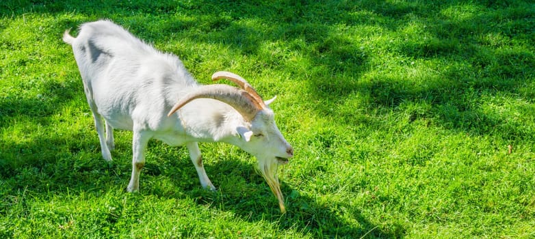beautiful white horned goat standing in the grass