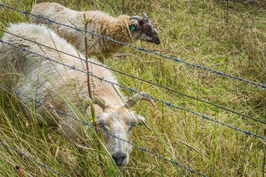 two horned sheep together in a pasture