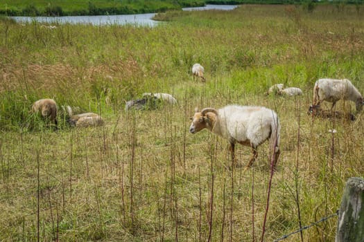 group of horned white sheep grazing in a meadow landscape