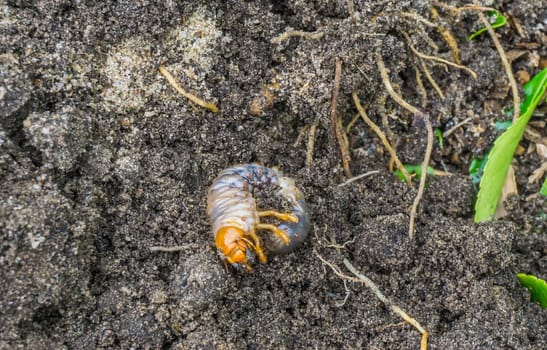 grub larva in the sand of the garden macro half close up