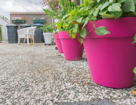 pink flowerpots with plants in the garden decorative