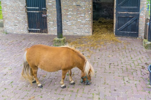 young brown pony at the stable