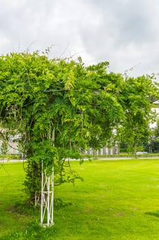 bean tree plant in the park