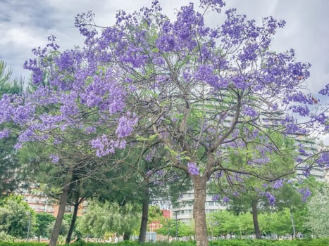 colorful purple flower tree in the spanish park turia spain
