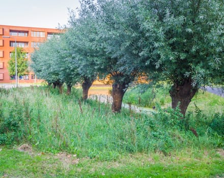 line of trees with a small river