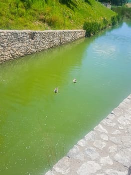 ducks in the canal of turia park Spain