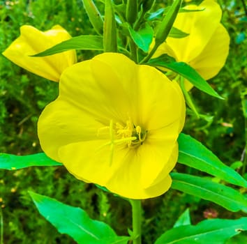 big yellow beautiful evening primrose flower macro close up botanical shot