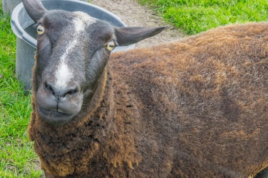 brown and black sheep portrait head in close up