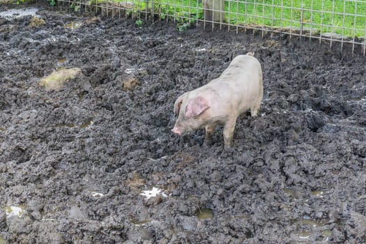 young pig standing in the mud