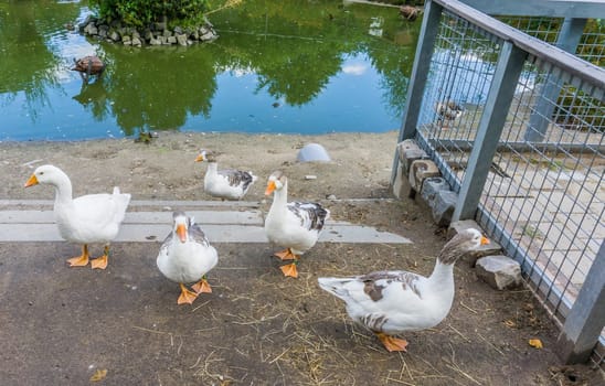 geese family together with a diversity of colors at a lake with water reflection