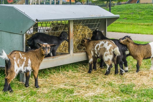 group of small baby goats eating hay from the stack together
