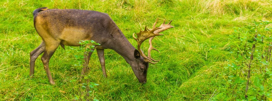brown stag with big antlers grazing in the field