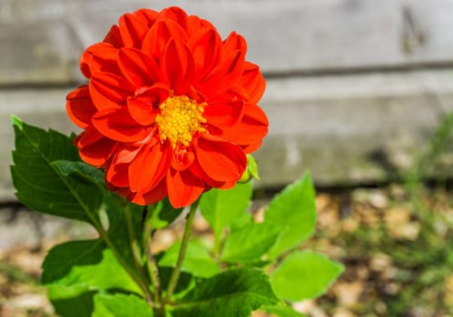 beautiful big vibrant red colorful flower macro close up