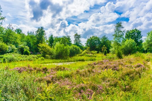 beautiful heather meadow nature landscape with blue sky and clouds