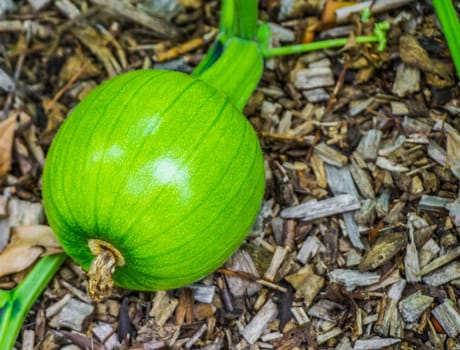 small unripe pumpkin growing on pumpkin plant
