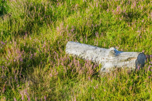 wooden tree log in moor landscape close up