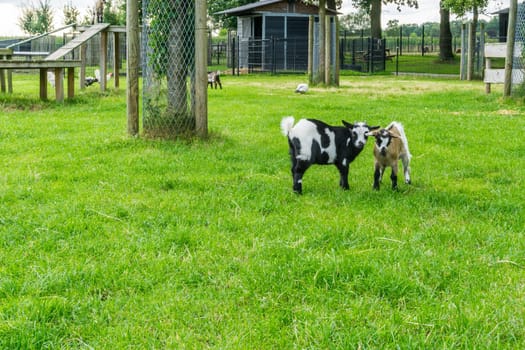 two little goats playing in the pasture