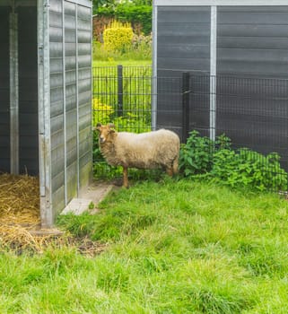 buck male horned sheep near the shed