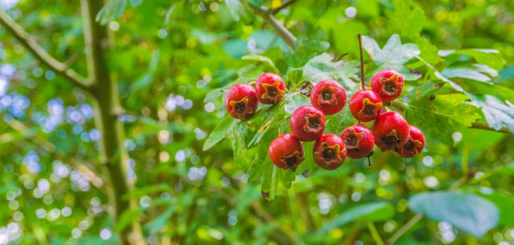 macro close up of red berries on a branch