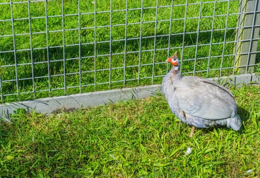 standing helmet guinea fowl turkey bird in the grass near a fence