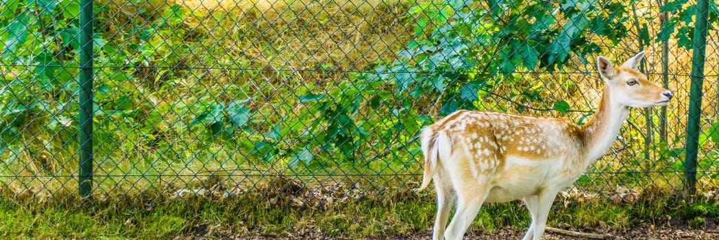 young brown doe with white dots cute banner