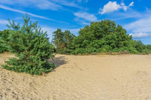 beautiful sandy plain in the forest meadow landscape