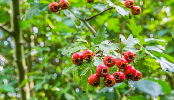 group of red berries on a branch macro close up