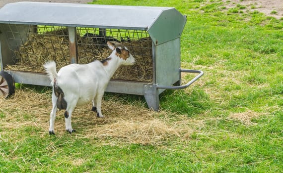 single goat eating hay from the stack