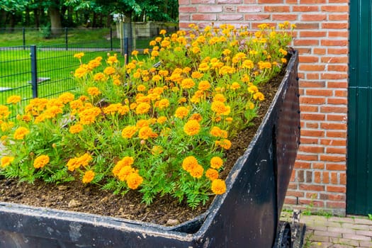 basket filled with orange carnation flowers garden decoration