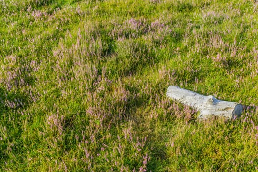 wooden tree log in moor landscape distance view