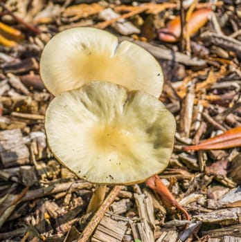 two round shaped white yellow mushrooms macro close up