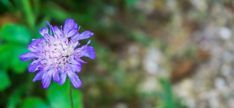 vibrant colorful purple small flower macro close up