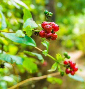 ripe vibrant red berries on branches macro close up