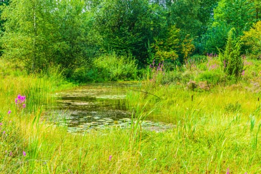 beautiful green pond nature forest landscape