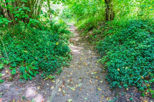 forest walking path with green plants in a nature landscape
