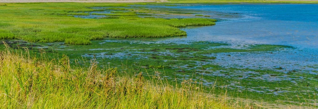 island shaped green plants water landscape