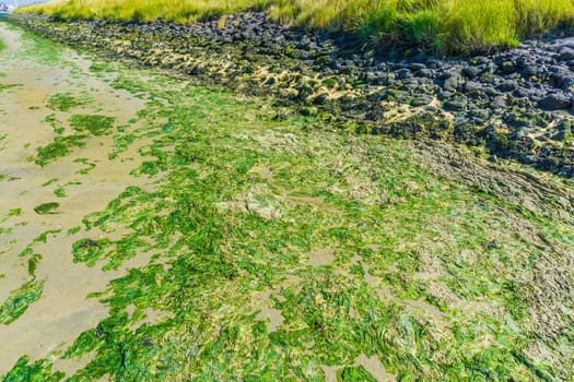 seaweed and rocks