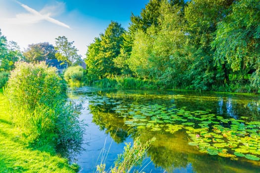 river landscape with forest trees and water lilly's