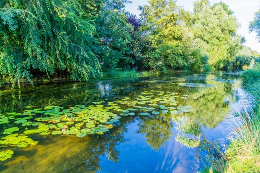 river pond landscape with reflecting water and water lilly's