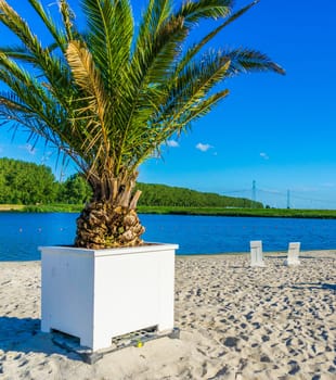 palm tree in a planter at a beach resort water landscape