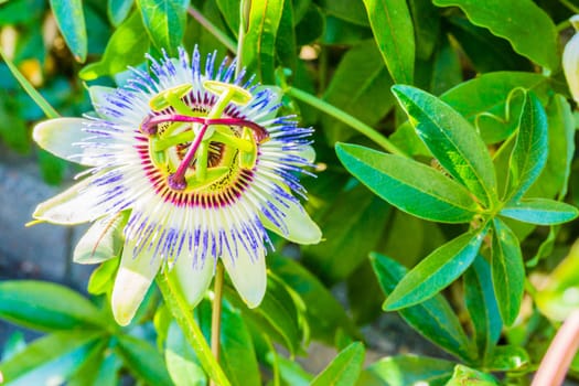single isolated beautiful passion flower macro close up white and purple color