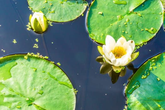 amazing beautiful pond macro of white water lilly