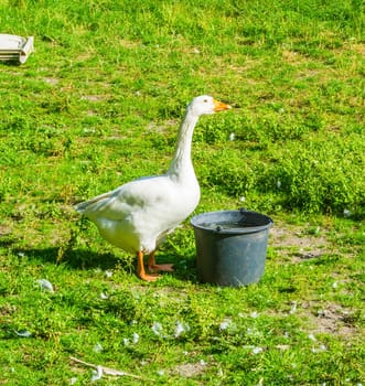 beautiful white goose on a grass lawn