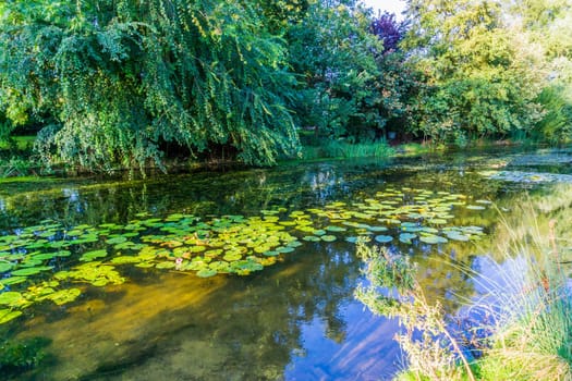 beautiful pond water landscape with reflection and plants