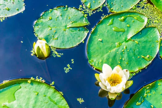 beautiful white water lilly in close up pond macro